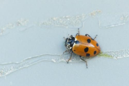 Hippodamia variegata